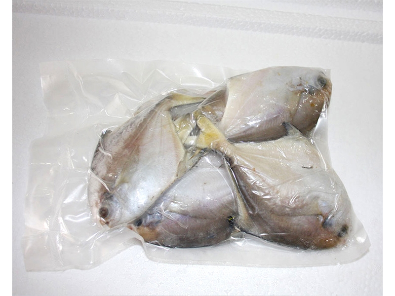 銀色的鯧魚
